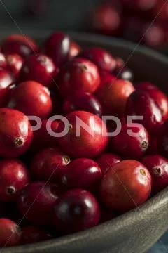 Raw Organic Red Cranberries Stock Photos