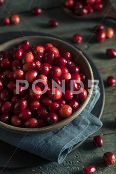Raw Organic Red Cranberries Stock Photos
