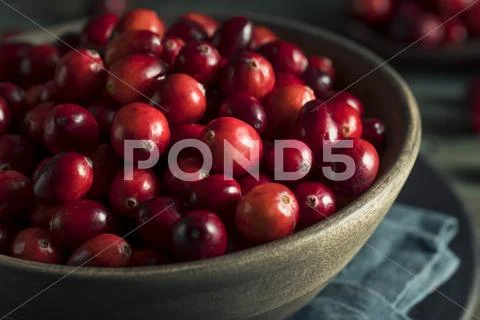 Raw Organic Red Cranberries Stock Photos