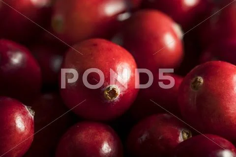 Raw Organic Red Cranberries Stock Photos
