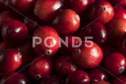 Raw Organic Red Cranberries Stock Photos