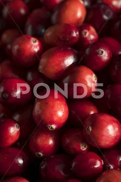 Raw Organic Red Cranberries Stock Photos