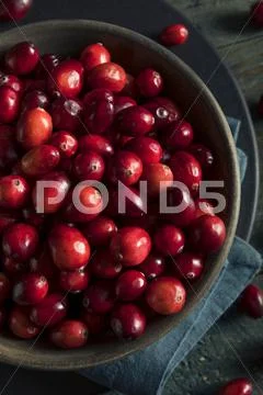 Raw Organic Red Cranberries Stock Photos