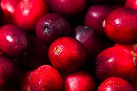 Raw Organic Red Cranberries Stock Photos