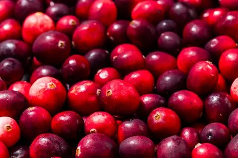 Raw Organic Red Cranberries Stock Photos