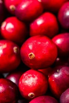 Raw Organic Red Cranberries Stock Photos