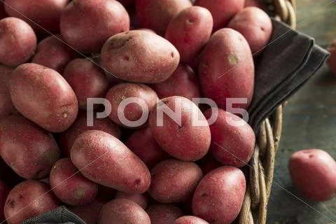 Raw Organic Red Potatoes Stock Photos