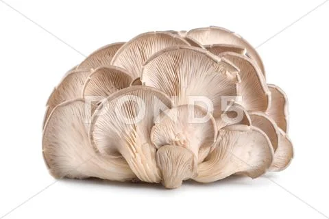 Raw oyster mushroom isolated Stock Photos