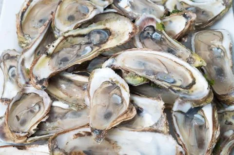 Raw oysters bed Stock Photos