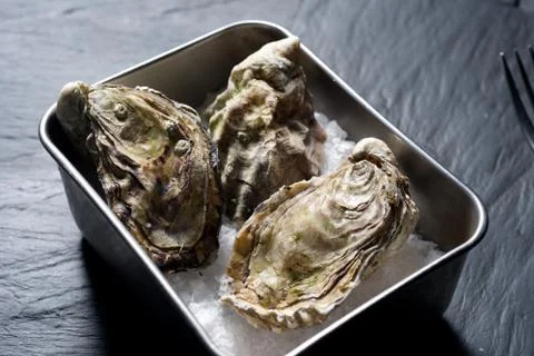Raw oysters in container Stock Photos