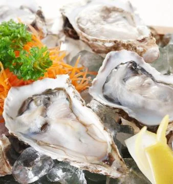 Raw oysters Stock Photos
