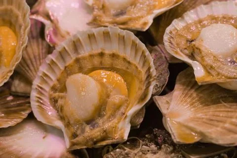 Raw oysters Stock Photos