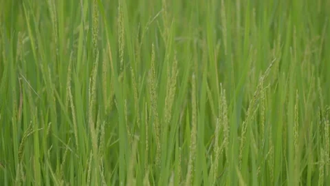 Raw paddy field Stock Footage 201840196