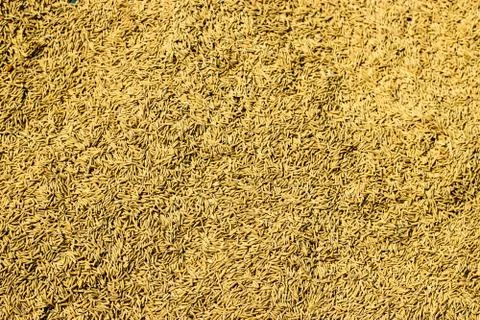 Raw paddy or rice process on sun to get final rice Foto stock
