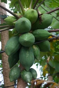 Raw papaya Stock Photos