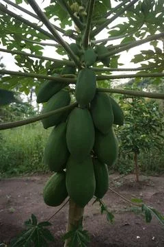 Raw papayas on the tree Stock Photos