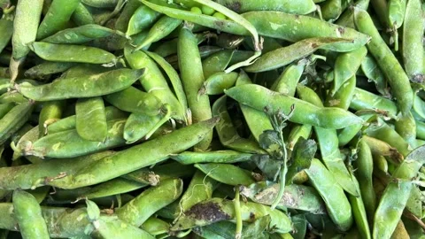 Raw pea Stock Footage 310972668
