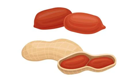 Raw Peanut Hulled and in Shell as Organic Food Vector Set Illustrazione stock