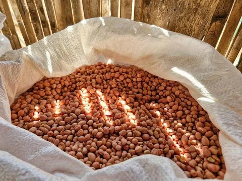 Raw peanuts in a burlap sack, with sunlight streaming through bamboo cracks. Stock Photos