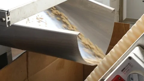 Raw peanuts that fall on the conveyor belt Stock Footage 74146603