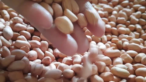 Raw Peanuts Falling from Hand in Slow Motion – Food Texture Close-Up 動画素材 332144552