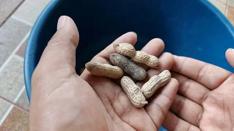 Raw Peanuts in Farmer Hand Close Up Agriculture Harvest Stock Photos