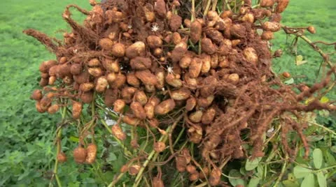 Raw Peanuts Video stock 12069960