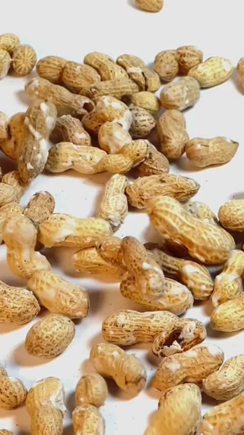 Raw peanuts in shell falling on white background slow motion top view Stock Footage 336471744