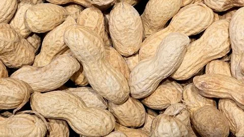Raw peanuts in shell texture close up background Фото