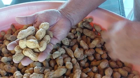 Raw peanuts in shells being sorted by hand in large container Stock Footage 318484137