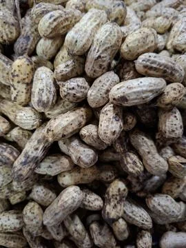 Raw peanuts in shells with soil stains background 스톡 사진