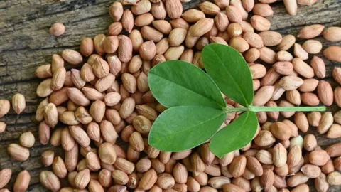 Raw peanuts in white bowl with green leaves on rustic wooden background Stock Footage 332390233