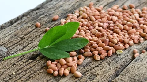 Raw peanuts in white bowl with green leaves on rustic wooden background Stock Footage 332390254