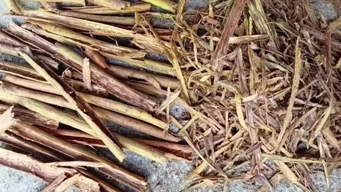 Raw Peeled Ceylon Cinnamon Bark Zoom In View Stock Footage 346489474