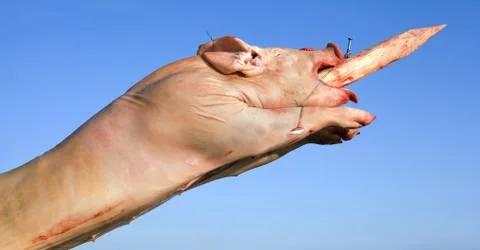 Raw pig Stock Photos