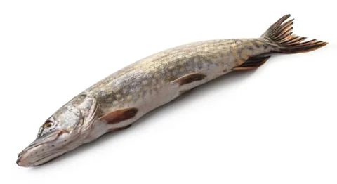 Raw pike fish Stock Photos