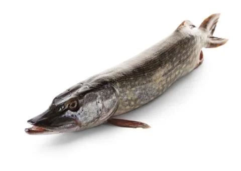 Raw pike fish Stock Photos
