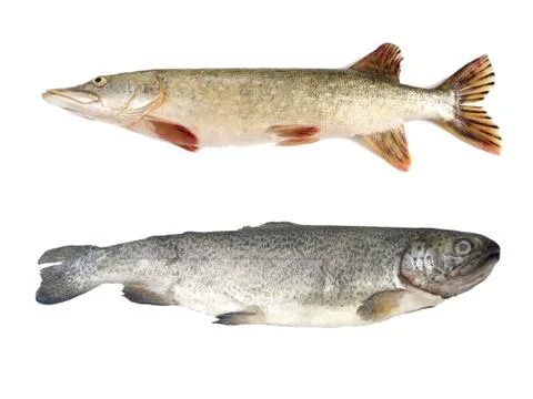 Raw pike isolated on white background Stock Photos