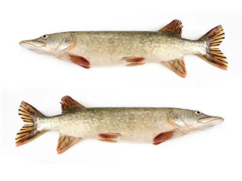 Raw pike isolated on white background Stock Photos