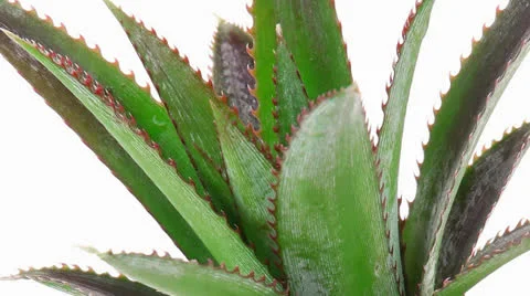 Raw pineapple Stock Footage 25208007