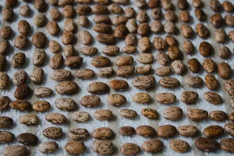 Raw Pinto Beans Close-Up Background Stock Photos