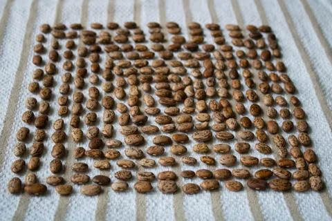 Raw Pinto Beans Square Pattern Stock Photos