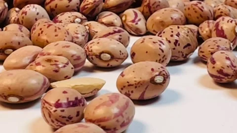 Raw pinto beans on white background, horizontal format, close up view Stock Footage 336471790