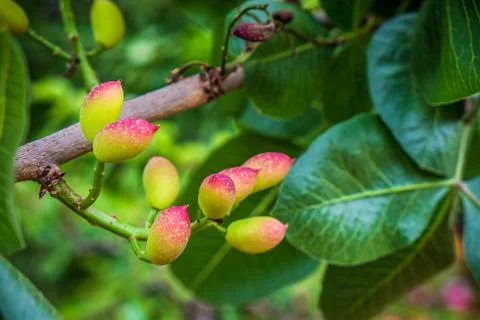 Raw pistachios Stock Photos