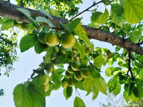 Raw Plum in tree Stock-Fotos