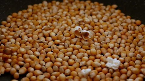 Raw popcorn kernels starting to pop in a pan ,close-up macro shot Stock Footage 309243118