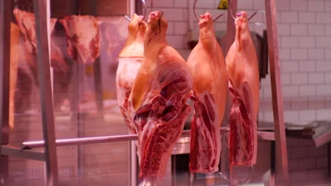 Raw pork carcasses hang from hooks in a butcher shop display cooler.  Stock Footage 322544711