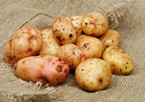 Raw Potato Stock Photos