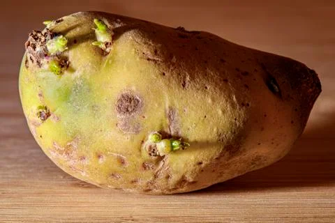 Raw Potato 库存照片