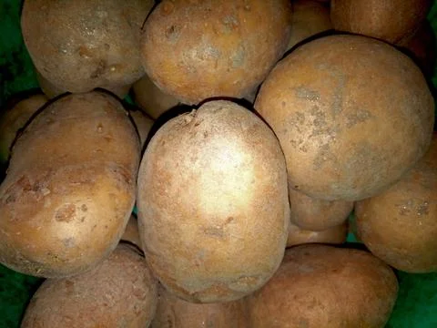 Raw potatoes - close up 写真素材